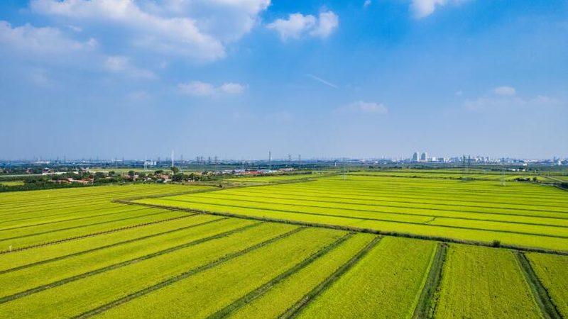 农资代理：如何把握市场脉搏，实现盈利增长
