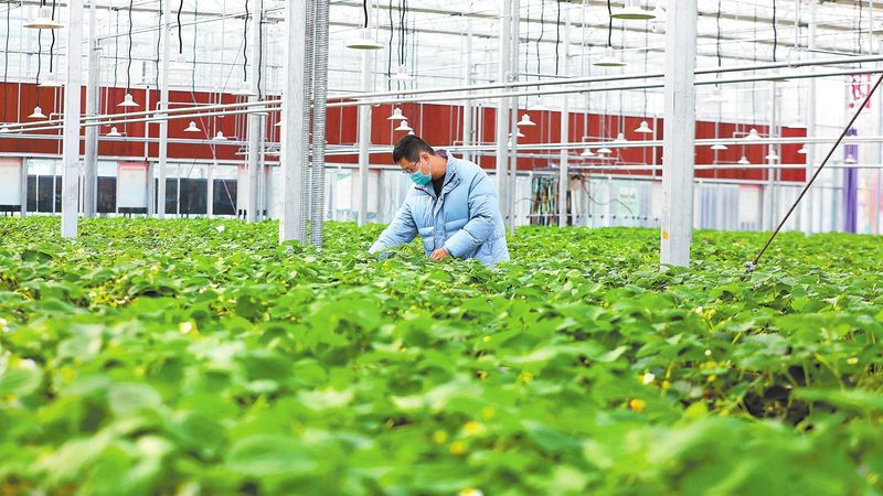 水肥一体化设备：现代农业的“智慧管家