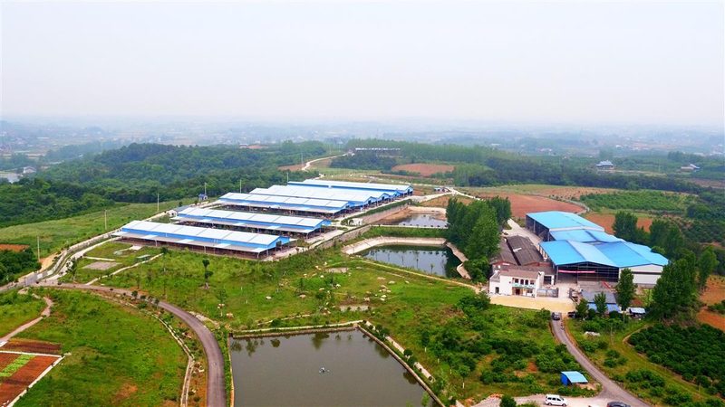 农业合作社申报项目技巧：如何精准把握政策脉搏