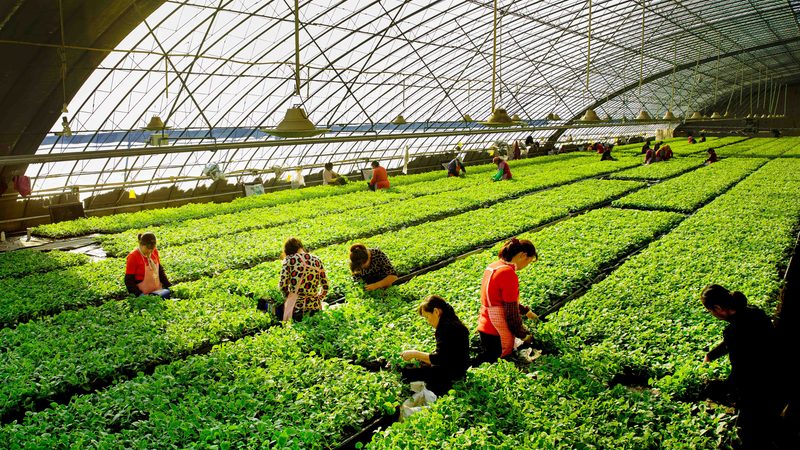 家庭农场与合作社：两种农业经营模式的差异解析