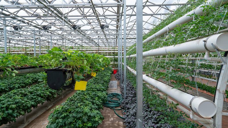 柑橘专用肥料是根据柑橘的生长特性和需求，专门研发的肥料产品。主要分为以下几类：