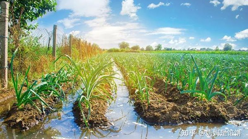 北京绿色食品加盟哪个牌子好
