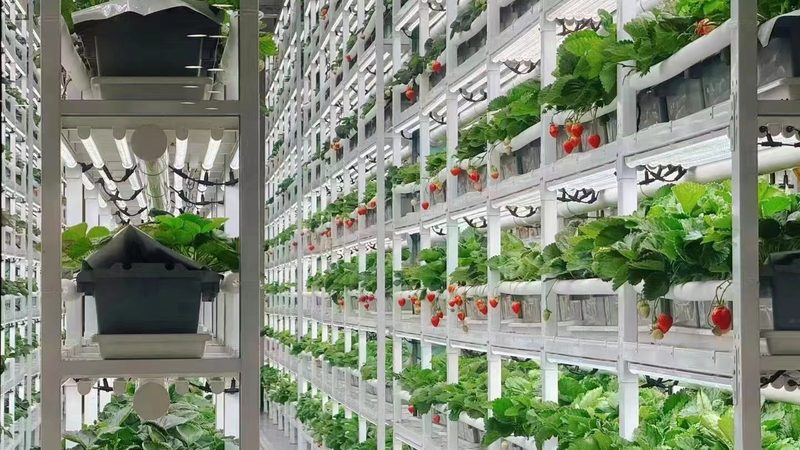 上海进口水果批发渠道推荐